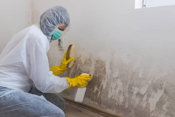 Best Best Mold Removal Companies  in New Pek, IN