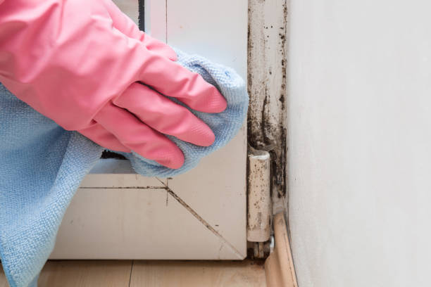 Best Office Mold Removal Services  in New Pek, IN